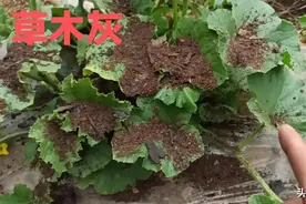 湖南有个农民发明了用草木灰种西瓜和香瓜，好吃又防病图片