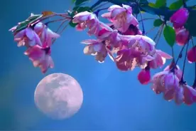 海棠花好看不好拍？8个技巧学起来，拍出唯美海棠！图片