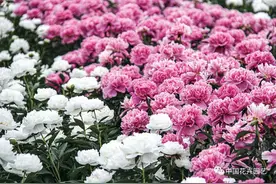 中国爱情花——芍药 | “小众精英”专题图片