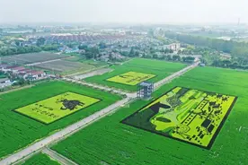 江苏盐城：全面推进乡村振兴 加快建设农业强市图片
