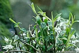 有美誉“仙草”之称，大家都认识的植物～“石斛”图片