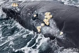 “地狱美食”藤壶，到底多可怕？被人类当美味，却让鲸鱼痛苦不堪图片