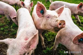关于猪附红细胞体病你了解多少，又该如何预防与治疗？图片
