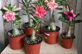养4种花，用小花盆，挤着长得旺图片