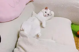 猫咪趾间炎？不要怕图片