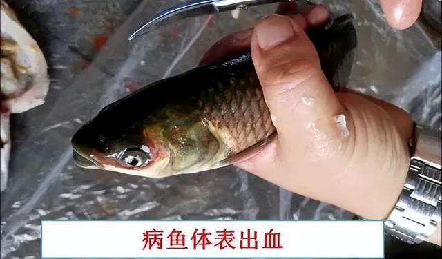 简析疑难杂症——鱼类败血症的防控：难治的集多症状于一身的鱼病