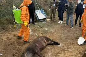 对话宁夏“野猪猎人”：很危险还要倒贴钱，但老百姓需要我们图片