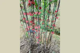 带你识别黄精图片