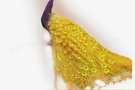 为什么说，佛母孔雀一直在观音道场珞珈山、由金毛吼负责监管图片