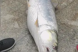 湖南钓鱼男子擒获巨型水老虎，围观者：刚钓上来就被人高价买走图片