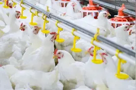 「转载」美国上门威胁断供“芯片鸡”？他霸气回应：请你出去图片