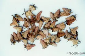 中药雄蚕蛾现代新用途，补睾增肌图片