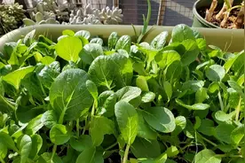 家庭如何种植小白菜？简单3步，长得快绿油油，不停有青菜吃图片