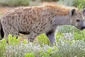 “非洲二哥”鬣狗，不怕狮子却怕非洲人？非洲人是怎么对它的？图片