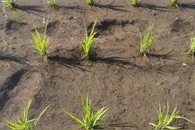 子孙若如我，留钱做什么？子孙不如我，留钱做什么？图片