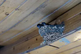 三叔谈谈：借死不借生，不租房子给孕妇这种说法靠谱吗？图片