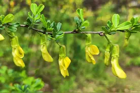 一日一花·锦鸡儿图片