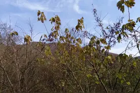 故事：18岁女子带两条狗上山采草药，走到一个山坡上，遇到四条狼图片