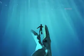 六大深海巨兽，体型比蓝鲸大3倍以鲸鲨为食！谁才是海洋霸主？图片