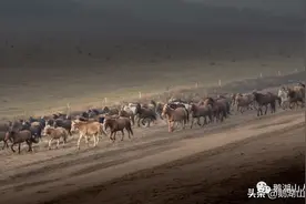 中国最后的骑兵图片