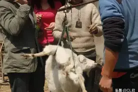 农村卖羊有方法，羊贩子“摸”一把，羊就不吃草，为何？千万注意图片