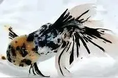 伏夏燥热――金鱼肠炎高发期；浅谈疗愈其细菌性肠炎的正常流程图片