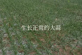 暖冬、阴雨，谨防大蒜根腐病图片