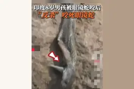 印度8岁男孩被蛇攻击，出于自救反咬蛇两口，结果：人没事蛇死了图片