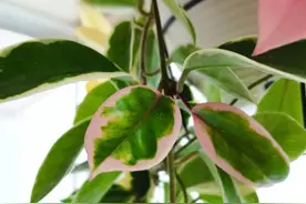 这1种花真好养，爬藤又开花，花球多又美不停开，封闭阳台也能养图片