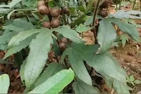 粗叶榕，其称之为“广东人参”，同时也是煲汤食材中最有代表性的图片