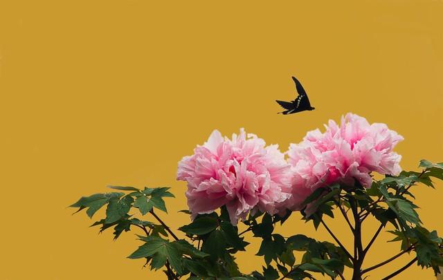 花开富贵是什么（花开富贵指的是什么）