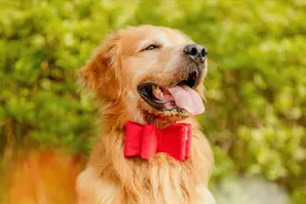 老实告诉你，不要养“公狗”，原因很真实图片