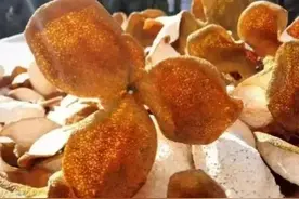 给朋友们的陈皮知识答疑图片