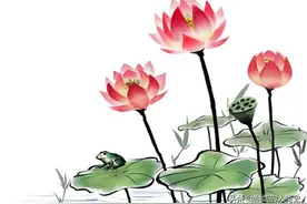「植物界全系列」山龙眼目—莲科（下）图片