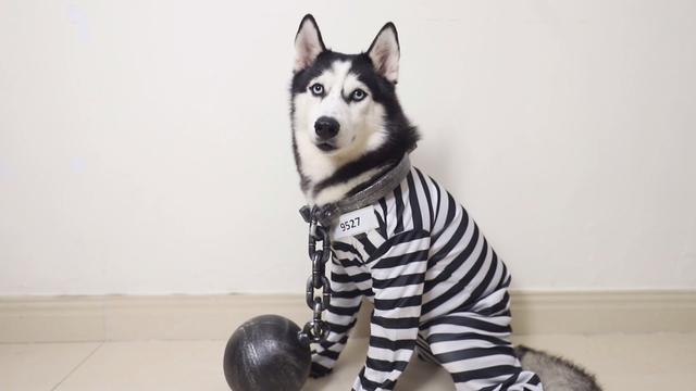 这5种狗,打架厉害,却不适合当警犬,有你喜欢的吗?