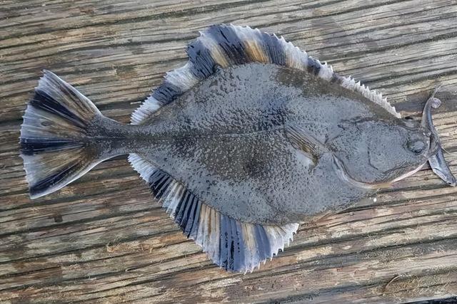 野鱼有哪些品种图片,36图 | 青岛15种比目鱼大合集,你见过几个? - 冷