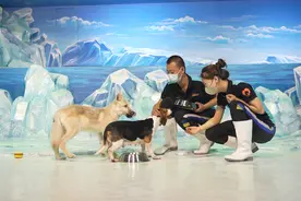 国庆假期哈尔滨极地公园亮点纷呈，世界首只克隆北极狼成“超级网红”图片