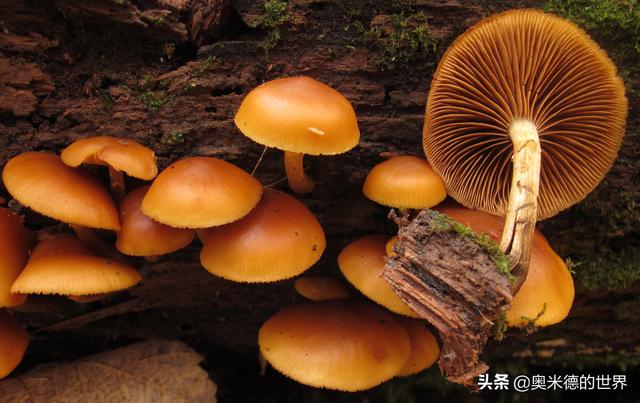 全世界最毒的十种蘑菇，中国最毒的蘑菇致命白毒伞上榜