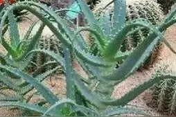 木立芦荟是个宝，日常生活离不了，养上一盆很实用，平时可应急图片