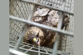 杭州农场鸡窝闯入“怪家伙”！眼神犀利长相凶猛，翻身鹞子就是它图片