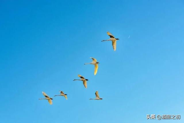 散文：情殇