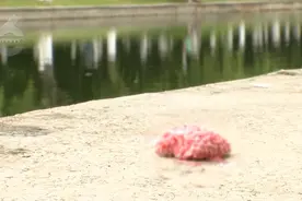 这些粉红色的卵又来了！发现请上报图片