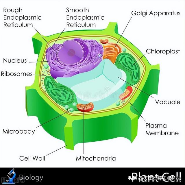 最近氨基酸又火了？氨基酸对氮磷钾的增效作用，农民：好用就行