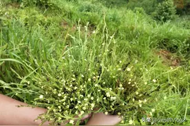 又是一年一度采收独脚金的季节，摘点回家炖汤。图片