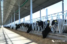 打造“绿色奶罐”，乌拉特前旗有机高端奶产业园区建设快马加鞭图片