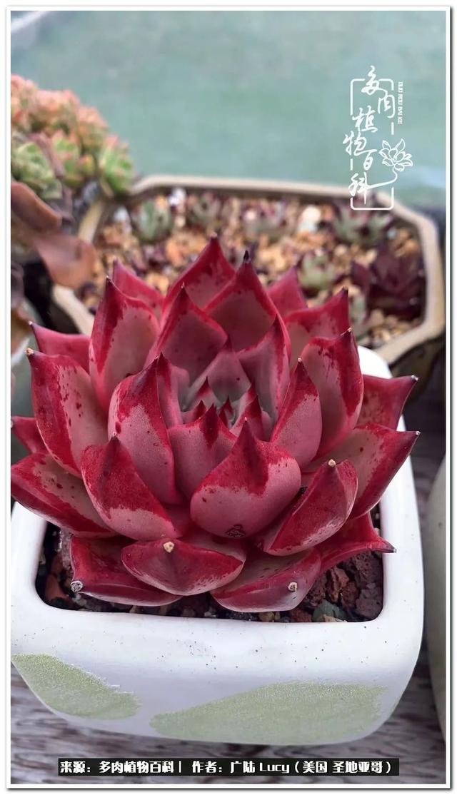 疫情送给我的礼物:肉肉娃和狗狗娃
