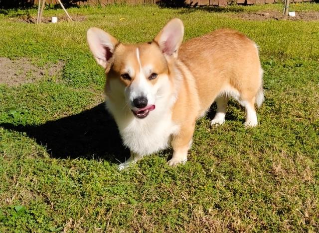 柯基的"标准体重"是多少斤,你知道吗?