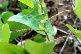 俗称“蛇倒退”，叶和果都能吃，山中见到薅一把，它的价值厉害了图片
