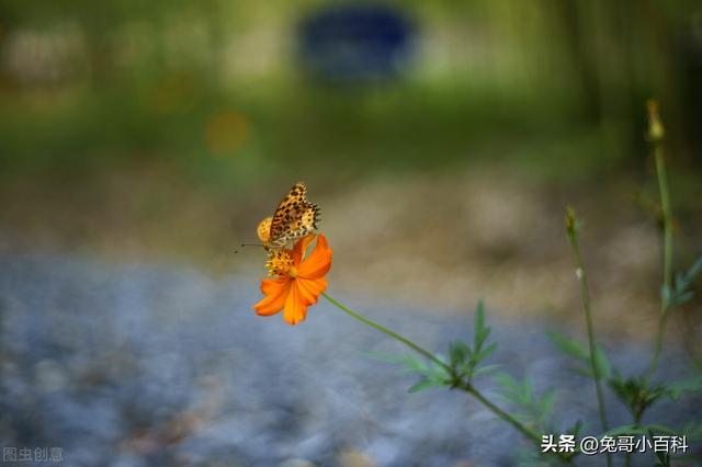 蝴蝶王国