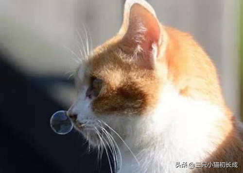 宠物赖氨酸，真的是智商税吗？